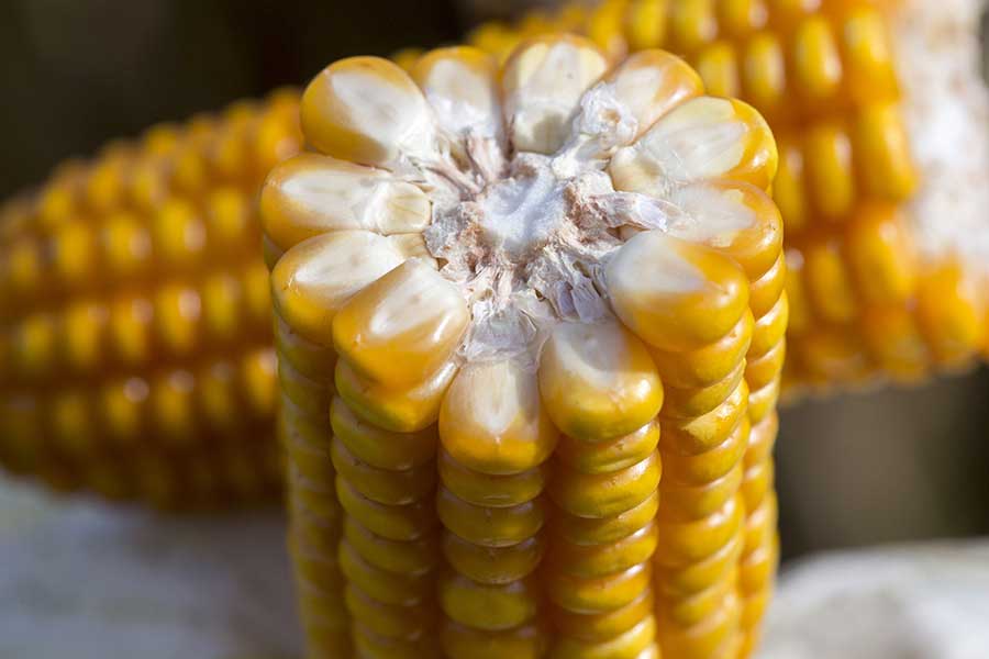 3.mais-grain-zoey-epi.jpg