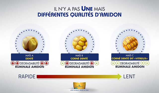 qualite amidon