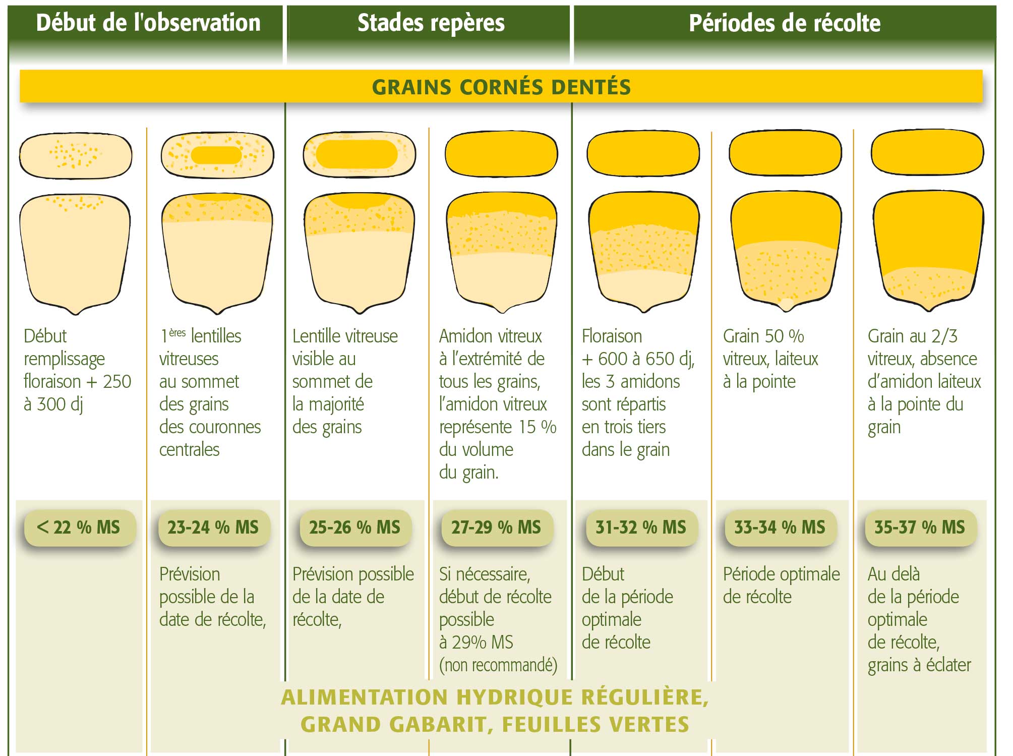 Recolte fourrage stade du grain