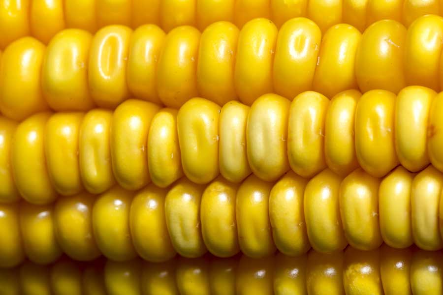 epi mais corne dente