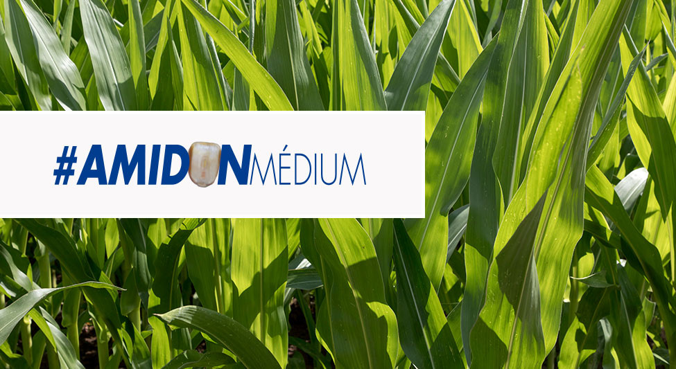 Maïs fourrage profil Amidon Médium