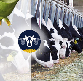 Approche ration ruminants