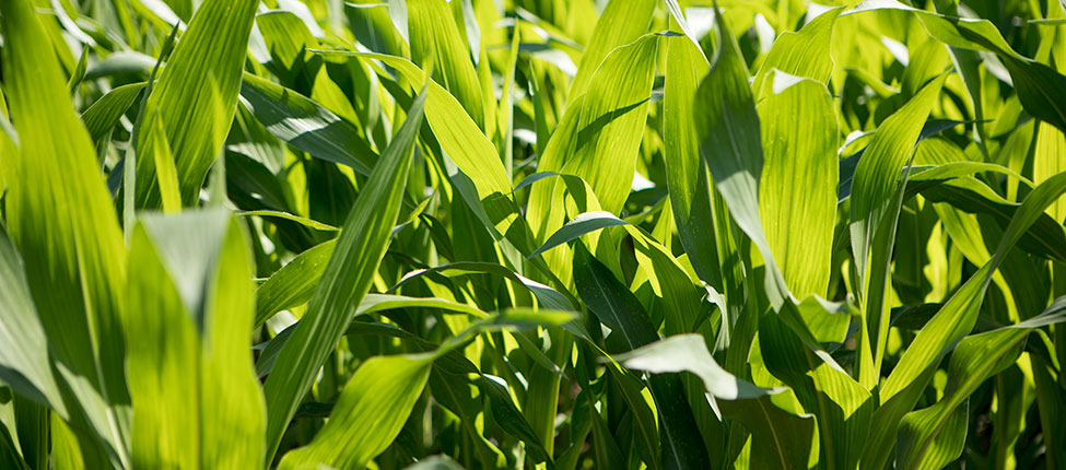 Conseils techniques maïs