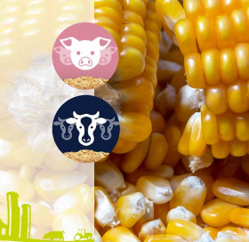 Maïs Grain Humide, comment le valoriser ?