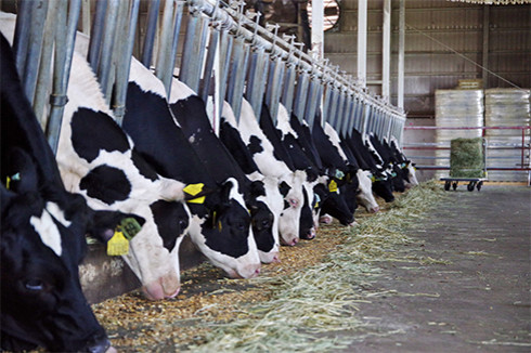 Semences Maïs Fourrage