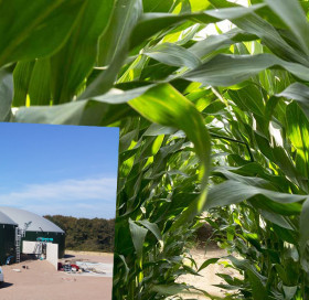 Méthanisation maïs