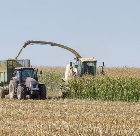 Stade de récolte maïs fourrage Stade de récolte maïs fourrage